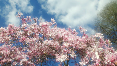 5 LOEBNER MAGNOLIA Loebneri TREE Shrub Seeds - Cross of M Stellata & Kobus - Fragrant Pink White Huge 3 - 5